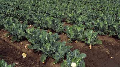 Посадка и уход за цветной капустой в открытом грунте