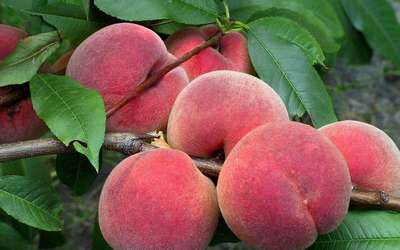 Лучшие сорта персиков и их описание