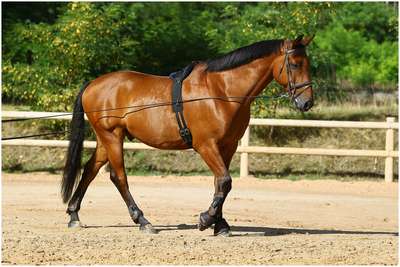 ДЛИННЫЕ ВОЖЖИ FOUGANZA - купить в интернет-магазине