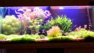 Свет в аквариуме сколько должен гореть: нужна ли подсветка ночью или выключать его, продолжительность светового дня для аквариумных рыб