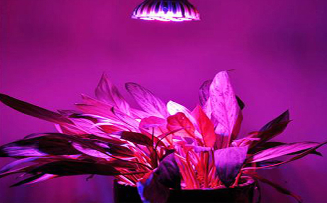 Фитолампа (фитосветильник - светильник для растений)